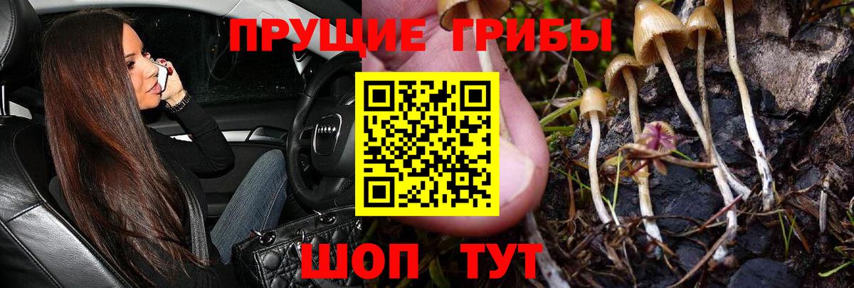 Дзержинский  Галлюциногенные грибы Psilocybe  Вход с VPN 